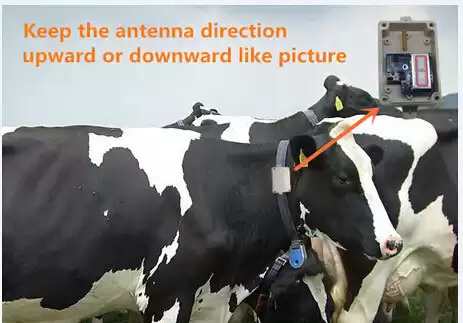 Шагомер для коровы Шагомер для коровы